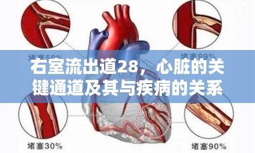右室流出道28，心臟的關(guān)鍵通道及其與疾病的關(guān)系