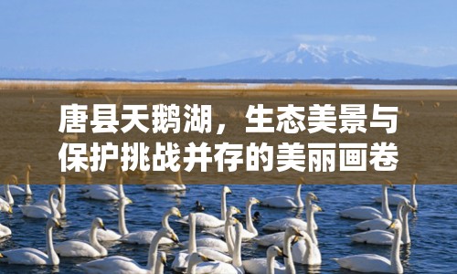 唐縣天鵝湖，生態(tài)美景與保護挑戰(zhàn)并存的美麗畫卷