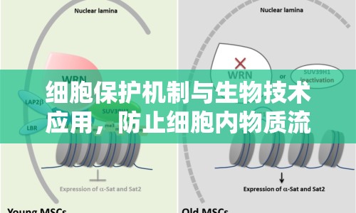 細胞保護機制與生物技術應用，防止細胞內物質流出