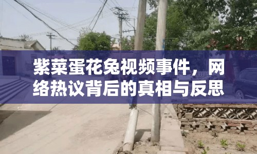 紫菜蛋花兔視頻事件，網(wǎng)絡熱議背后的真相與反思