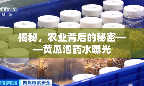 揭秘，農業(yè)背后的秘密——黃瓜泡藥水曝光