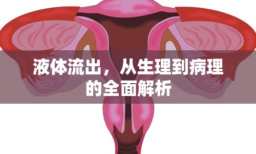 液體流出，從生理到病理的全面解析