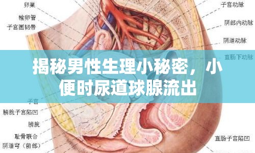 揭秘男性生理小秘密，小便時尿道球腺流出
