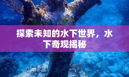 探索未知的水下世界，水下奇觀揭秘