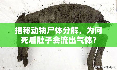 揭秘動物尸體分解，為何死后肚子會流出氣體？