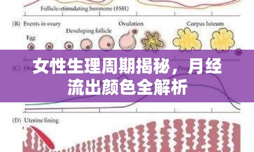 女性生理周期揭秘，月經(jīng)流出顏色全解析