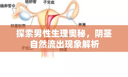 探索男性生理奧秘，陰莖自然流出現(xiàn)象解析