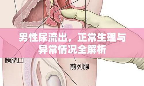 男性尿流出，正常生理與異常情況全解析