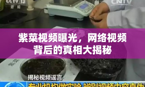 紫菜視頻曝光，網(wǎng)絡(luò)視頻背后的真相大揭秘