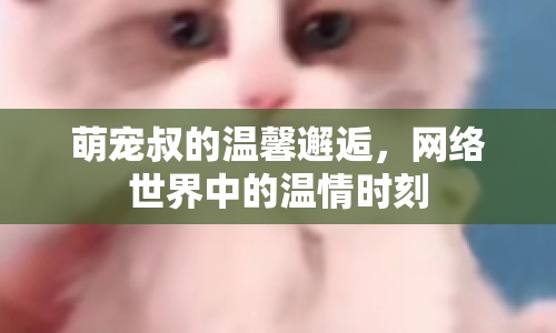 萌寵叔的溫馨邂逅，網(wǎng)絡(luò)世界中的溫情時(shí)刻