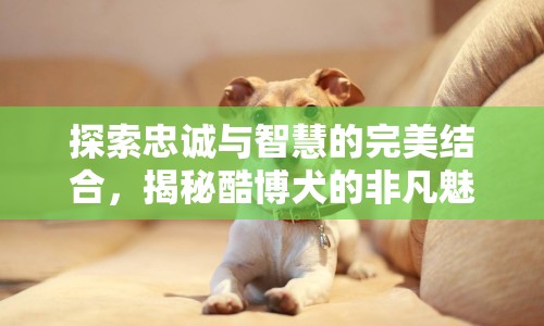 探索忠誠與智慧的完美結合，揭秘酷博犬的非凡魅力