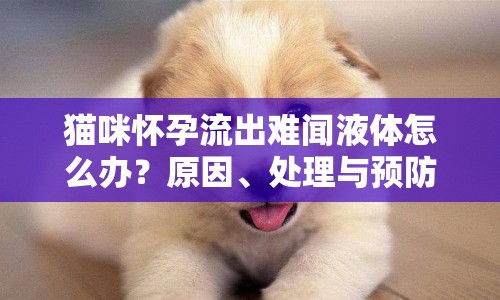 貓咪懷孕流出難聞液體怎么辦？原因、處理與預(yù)防全解析