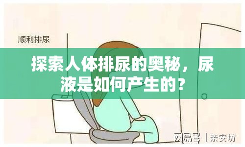 探索人體排尿的奧秘，尿液是如何產(chǎn)生的？