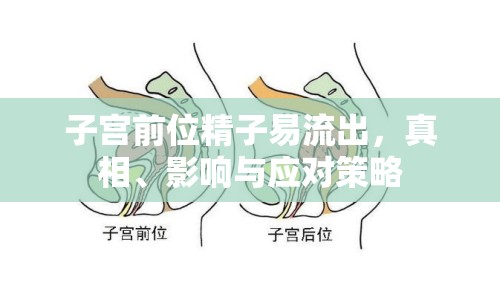 子宮前位精子易流出，真相、影響與應對策略