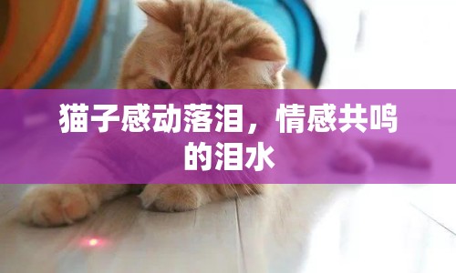 貓子感動(dòng)落淚，情感共鳴的淚水