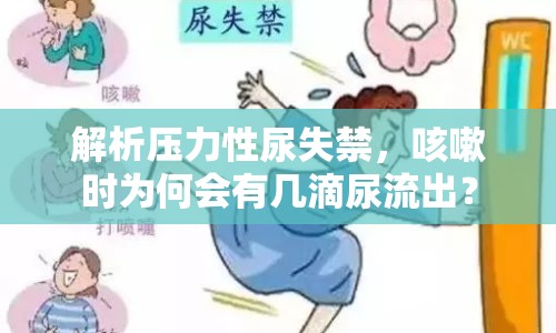 解析壓力性尿失禁，咳嗽時(shí)為何會(huì)有幾滴尿流出？
