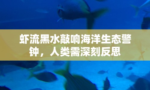 蝦流黑水敲響海洋生態(tài)警鐘，人類需深刻反思