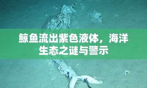鯨魚(yú)流出紫色液體，海洋生態(tài)之謎與警示