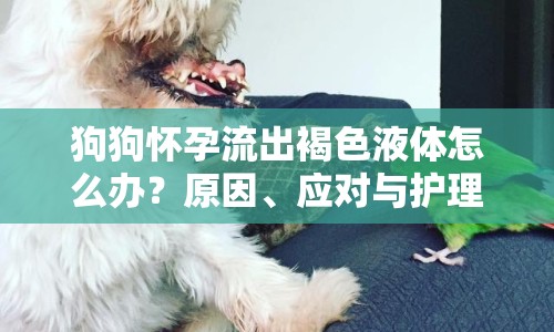 狗狗懷孕流出褐色液體怎么辦？原因、應(yīng)對(duì)與護(hù)理全解析