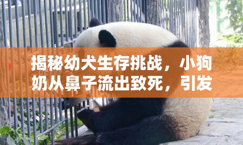 揭秘幼犬生存挑戰(zhàn)，小狗奶從鼻子流出致死，引發(fā)關(guān)注