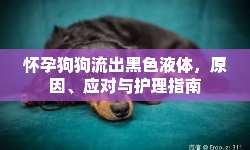 懷孕狗狗流出黑色液體，原因、應(yīng)對(duì)與護(hù)理指南