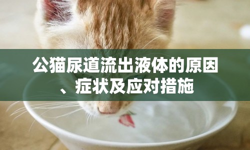 公貓尿道流出液體的原因、癥狀及應對措施
