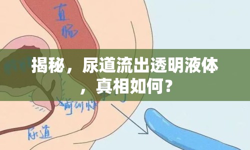 揭秘，尿道流出透明液體，真相如何？