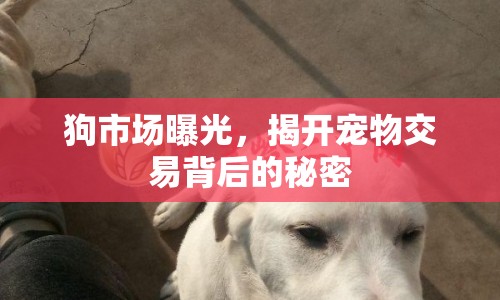 狗市場曝光，揭開寵物交易背后的秘密