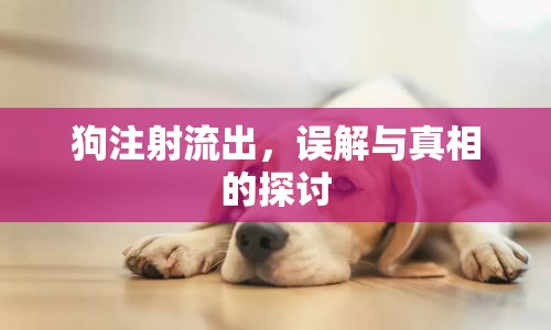 狗注射流出，誤解與真相的探討