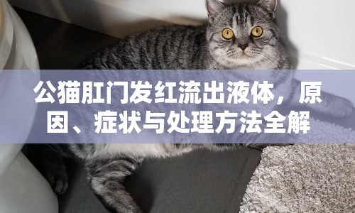 公貓肛門(mén)發(fā)紅流出液體，原因、癥狀與處理方法全解析