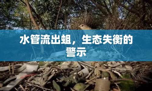 水管流出蛆，生態(tài)失衡的警示