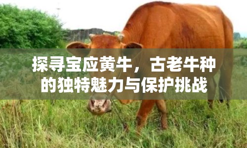 探尋寶應(yīng)黃牛，古老牛種的獨(dú)特魅力與保護(hù)挑戰(zhàn)