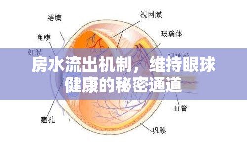 房水流出機(jī)制，維持眼球健康的秘密通道
