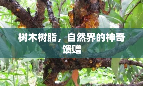 樹木樹脂，自然界的神奇饋贈(zèng)