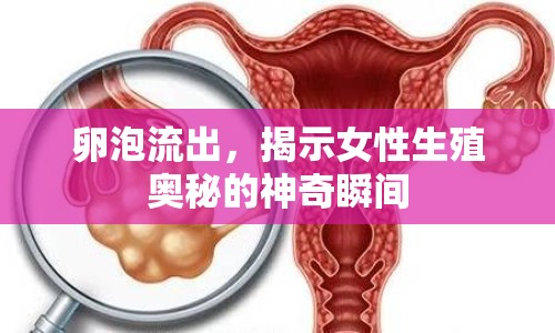 卵泡流出，揭示女性生殖奧秘的神奇瞬間