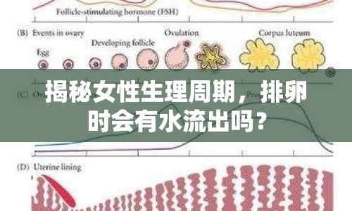 揭秘女性生理周期，排卵時會有水流出嗎？