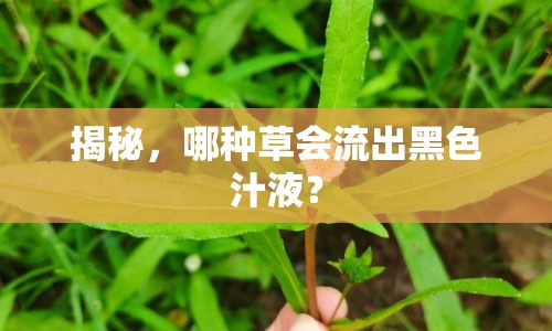 揭秘，哪種草會(huì)流出黑色汁液？