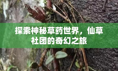 探索神秘草藥世界，仙草社團(tuán)的奇幻之旅