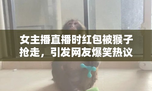 女主播直播時(shí)紅包被猴子搶走，引發(fā)網(wǎng)友爆笑熱議