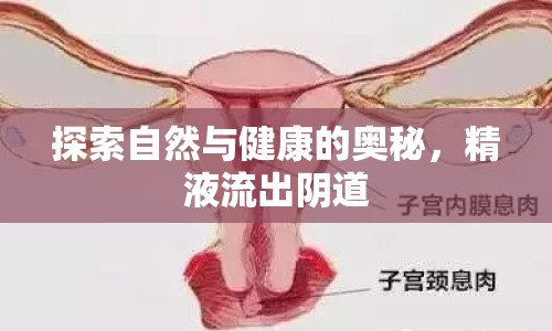 探索自然與健康的奧秘，精液流出陰道