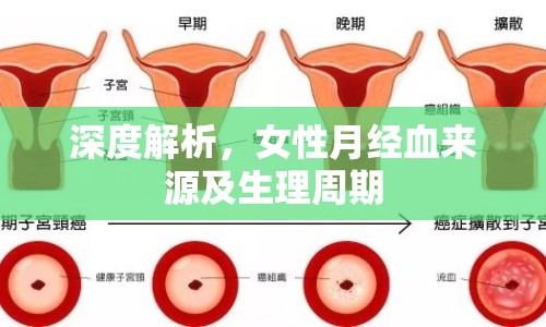 深度解析，女性月經(jīng)血來源及生理周期