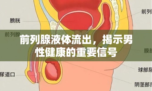 前列腺液體流出，揭示男性健康的重要信號