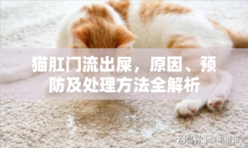 貓肛門流出屎，原因、預(yù)防及處理方法全解析