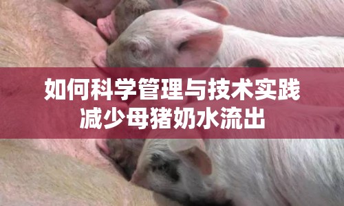 如何科學(xué)管理與技術(shù)實(shí)踐減少母豬奶水流出