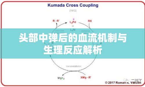 頭部中彈后的血流機(jī)制與生理反應(yīng)解析