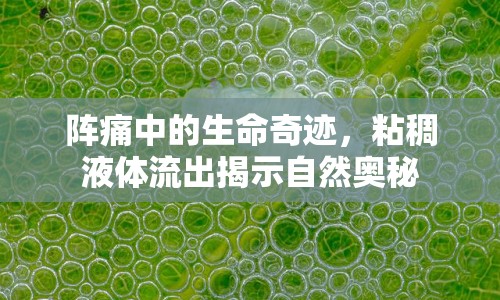 陣痛中的生命奇跡，粘稠液體流出揭示自然奧秘