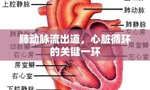 肺動脈流出道，心臟循環(huán)的關(guān)鍵一環(huán)