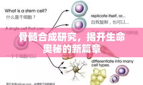 骨髓合成研究，揭開生命奧秘的新篇章