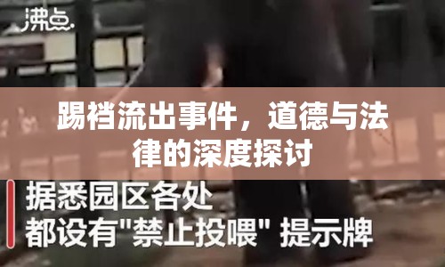 踢襠流出事件，道德與法律的深度探討