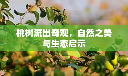 桃樹流出奇觀，自然之美與生態(tài)啟示